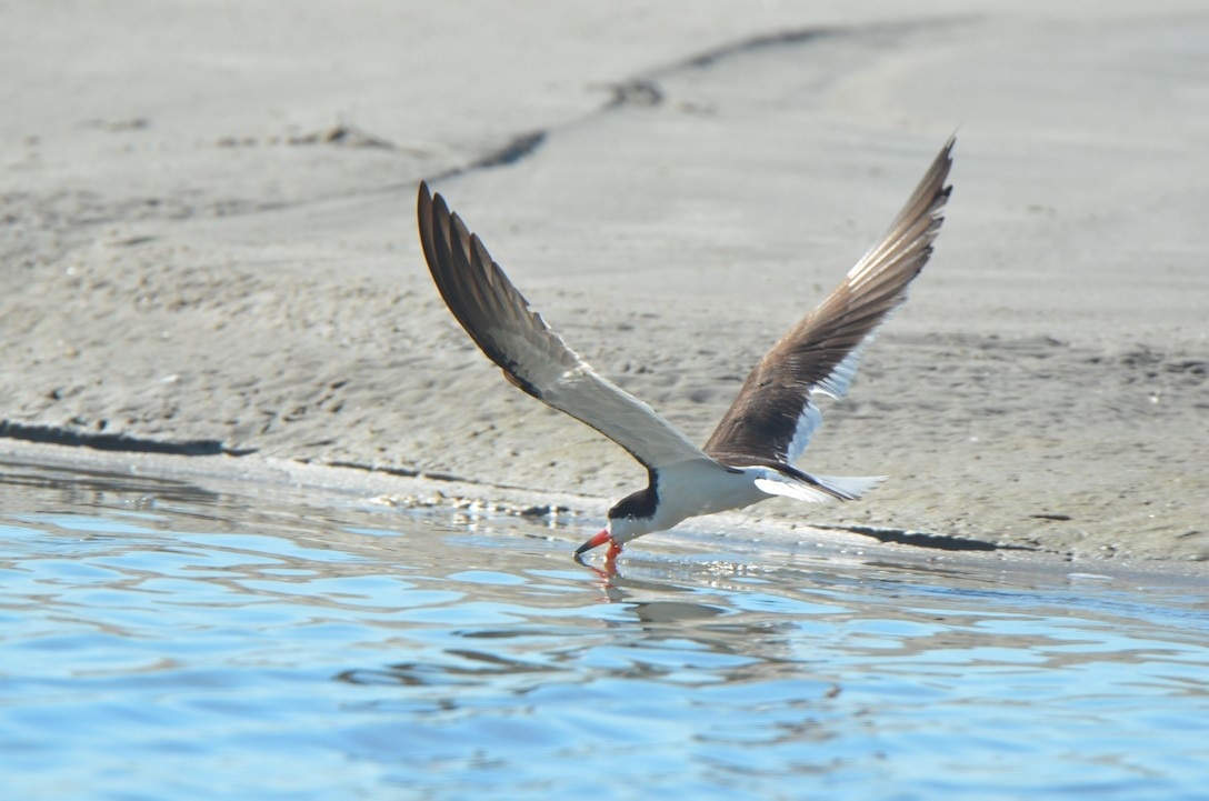 Newly created colonial nesting bird habitat at Ring Island has been successfully utilized by black skimmers (pictured), common and least terns and American oystercatchers ⸺ all state endangered species or species of special concern in the state of New Jersey. The U.S. Army Corps of Engineers and partners have successfully constructed multiple dredging and marsh restoration/habitat creation projects in coastal New Jersey.