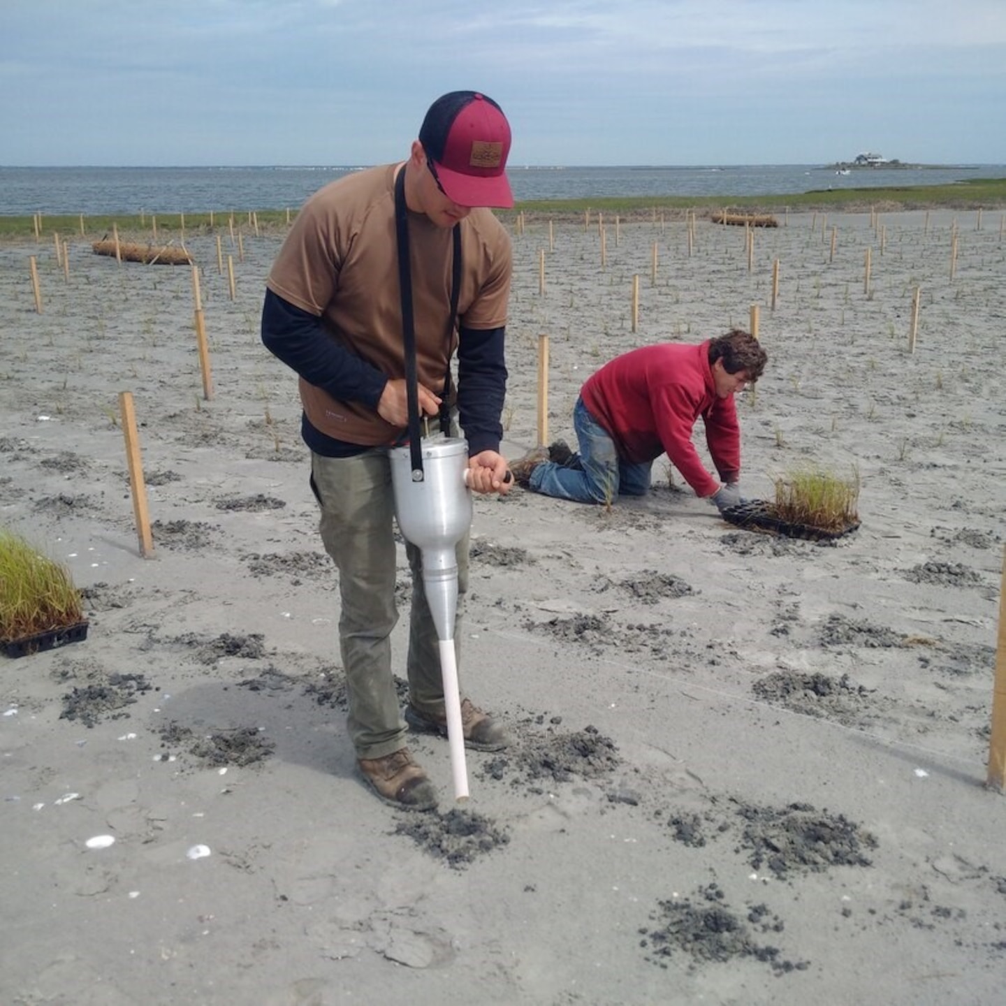Contractors plant a section of Mordecai Island that had previously been restored with dredged material. The U.S. Army Corps of Engineers' Philadelphia District and its contractor removed critical shoals from the New Jersey Intracoastal Waterway and used the material to restore a portion of Mordecai Island marshland. The island serves two important functions within Barnegat Bay: it provides habitat for wildlife and augments overall coastal resiliency for the backbay communities of Long Beach Island.