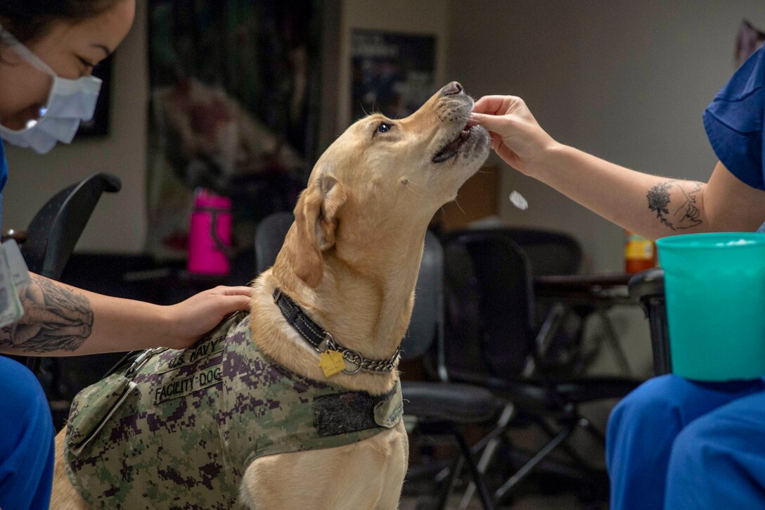 A Navy dog accepts a treat from one sitting medical worker as another one pets her back.