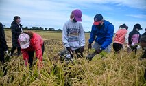 U.S. Air Force Col. Jesse J. Friedel, 35th Fighter Wing commander, and his family harvest rice during a community relations event in Misawa City, Japan, Oct. 8, 2020. This was the first time Friedel and his family had harvested rice, which is the primary staple food of the Japanese diet and of such fundamental importance to the Japanese culture that it was once used as currency. (U.S. Air Force photo by Tech. Sgt. Timothy Moore)