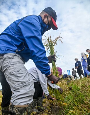U.S. Air Force Col. Jesse J. Friedel, 35th Fighter Wing commander, harvests rice during a community relations event in Misawa City, Japan, Oct. 8, 2020. Friedel joined Misawa Mayor Yoshinori Kohiyama and students from Oozora Elementary School for the event. (U.S. Air Force photo by Tech. Sgt. Timothy Moore)