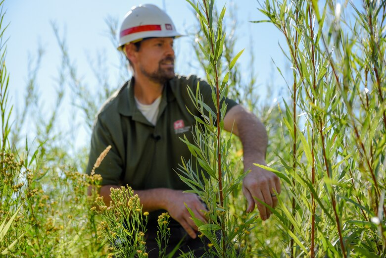 Brad Trumbo, fish and wildlife biologist for the Walla Walla District, trimming coyote willow whips in the stilling basin of the Mill Creek Diversion Dam in Walla Walla.