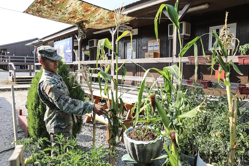 A soldier looks at produce in a garden.