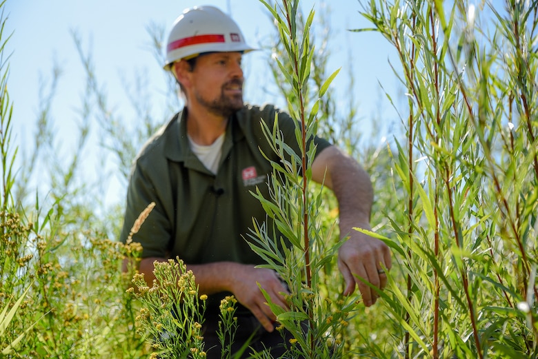 Brad Trumbo, fish and wildlife biologist for the Walla Walla District, trimming coyote willow whips in the stilling basin of the Mill Creek Diversion Dam in Walla Walla.