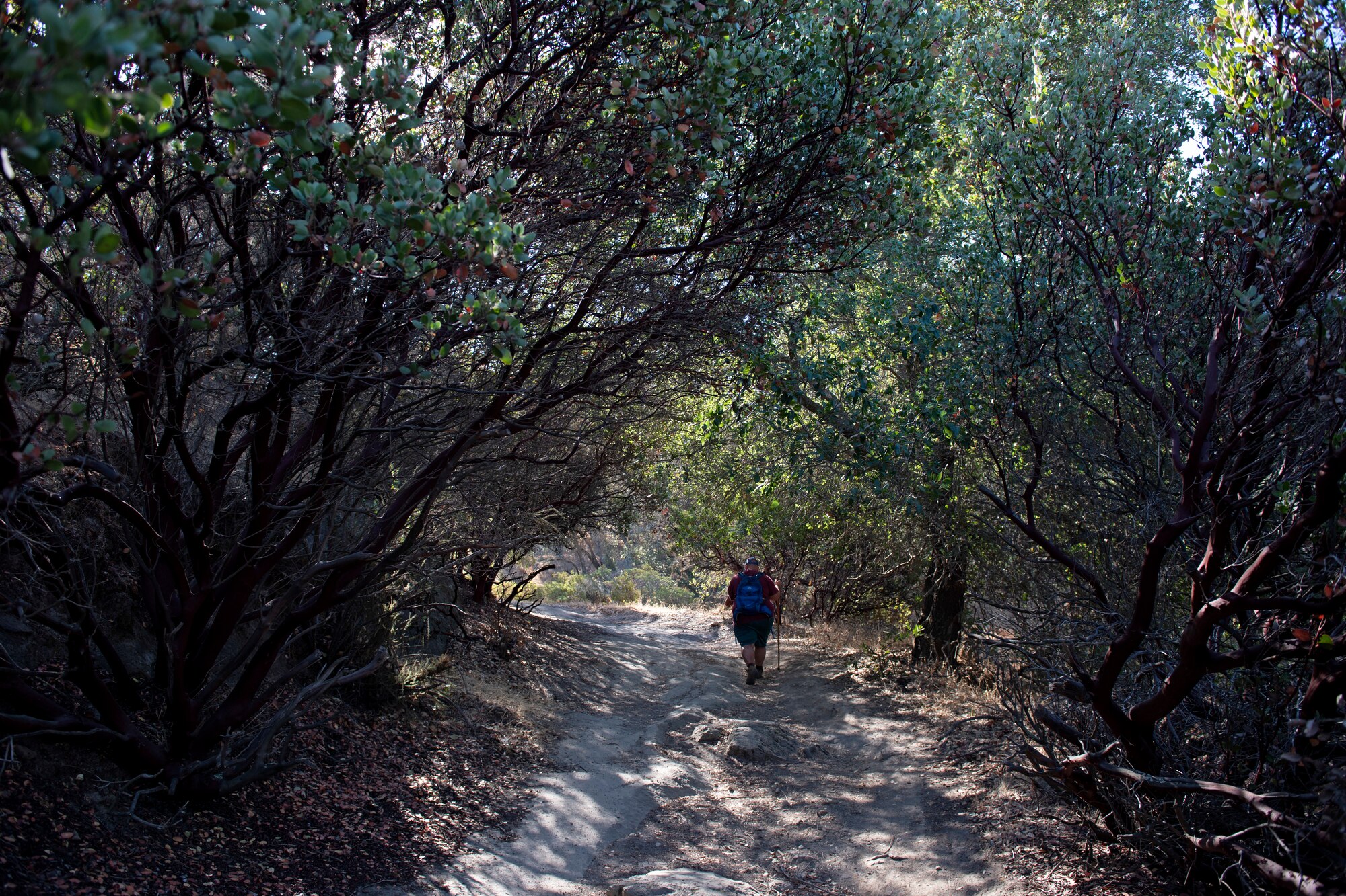 A man walks around the woods during a hike.