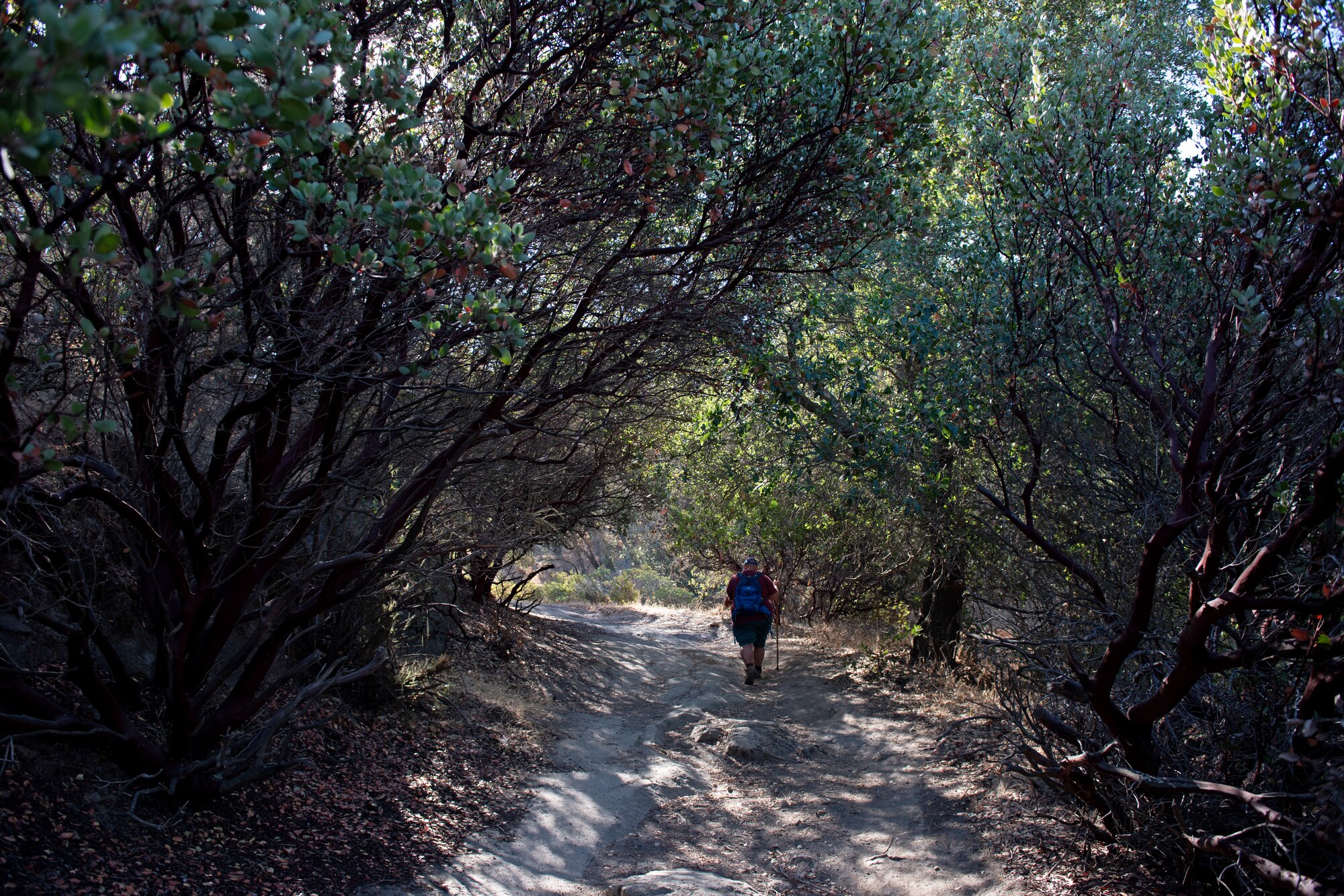 A man walks around the woods during a hike.