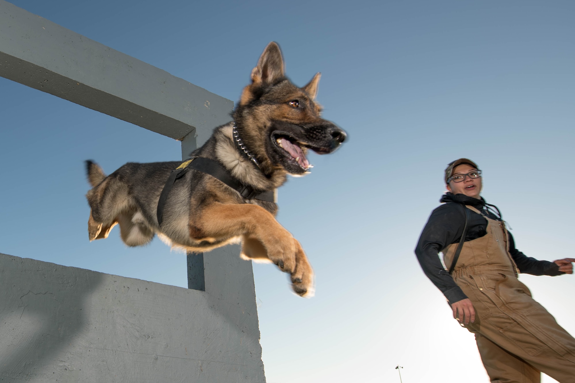 Senior Airman Theresa Braak, 436th Security Forces Squadron military working dog handler, and Military Working Dog Sam negotiate a window obstacle Oct. 8, 2020, at Dover Air Force Base, Delaware. The window is one of nine obstacles in the obedience yard. (U.S. Air Force photo by Mauricio Campino)