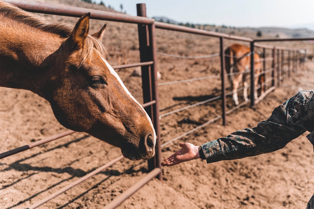 A Marine's arm reaches out to a horse, who sniffs it from behind a gate.