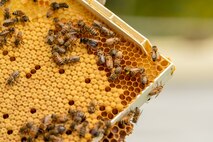 Photo of honey bees transfer pollen to a honeycomb cell.