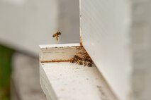Photo of a honey bee returning from foraging with a full load of pollen in its corbicula (pollen basket).