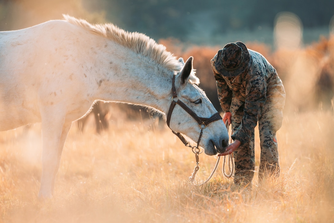 A Marine feeds a mule in a field.