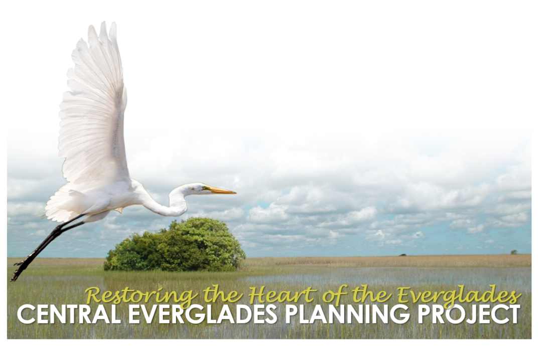 Artwork with Great Egret flying over the ridge and slough landscape of the Everglades with text that says: Restoring the Heart of the Everglades - Central Everglades Planning Project