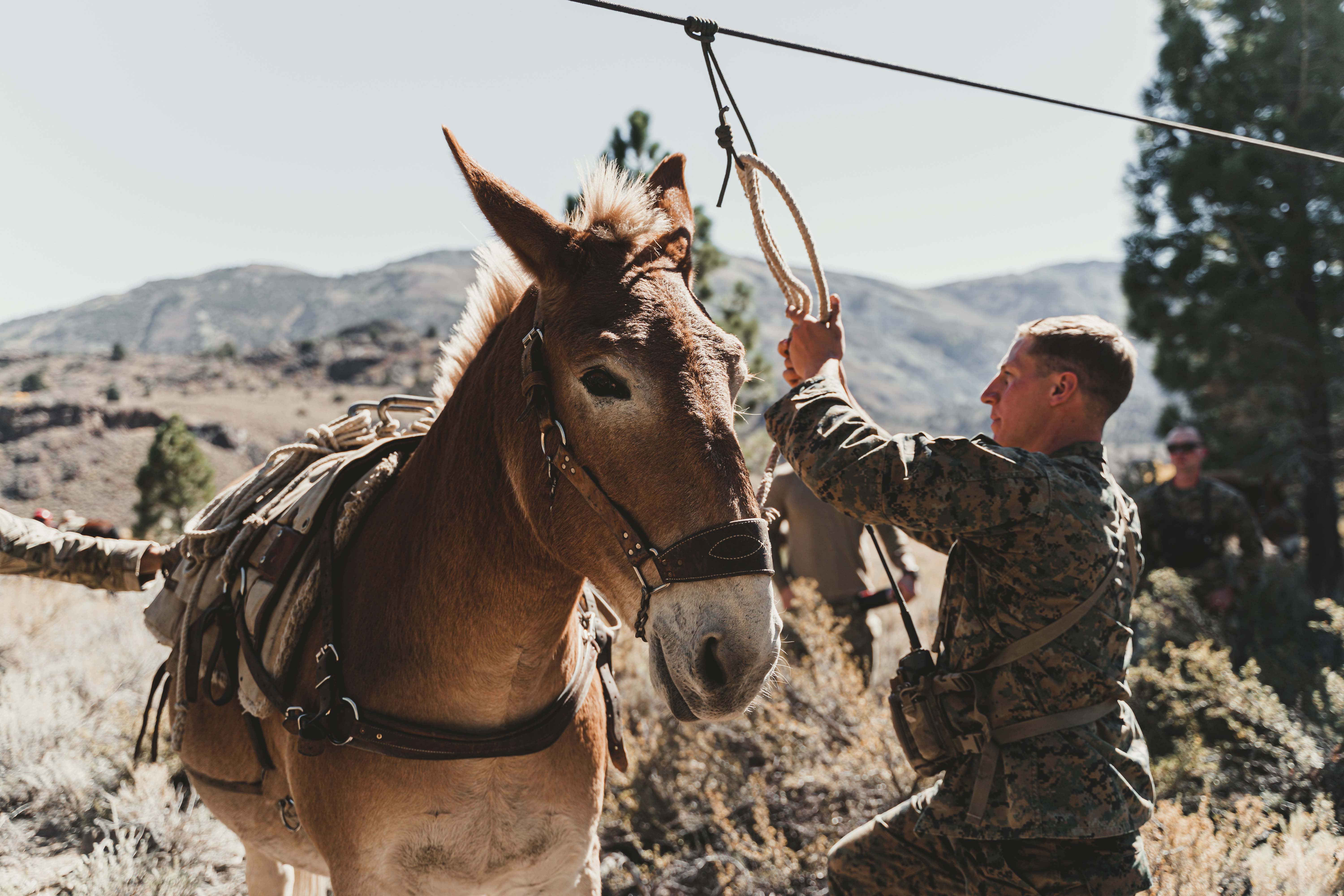 marine corps animals