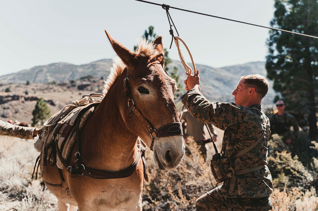 A Marine secures a mule.