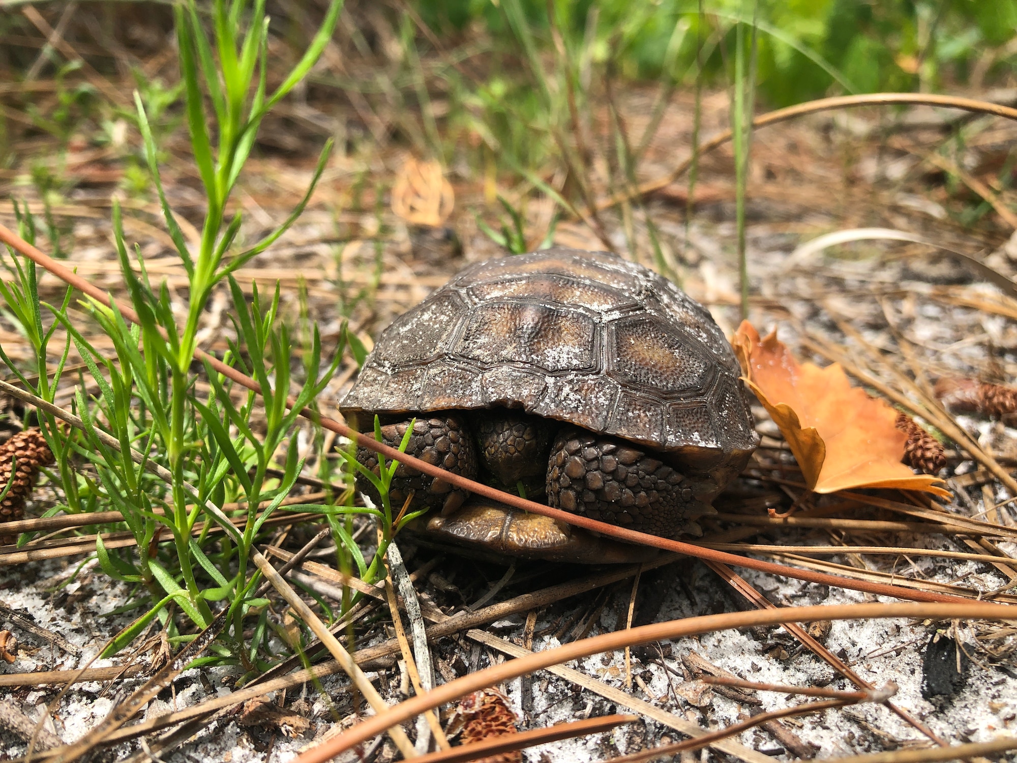 A juvenile gopher tortoise hides in its shell at MacDill Air Force Base, Florida, April 2019.