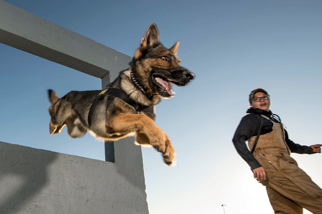 A military working dog leaps through an obstacle as an airman watches.