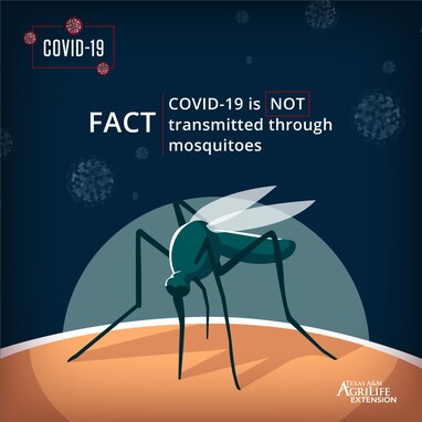 Can ticks and mosquitos transmit the coronavirus?