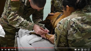 Military Working Dog Dental Exam - Video