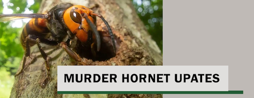 Murder Hornets Update: Asian giant hornet found in Washington state