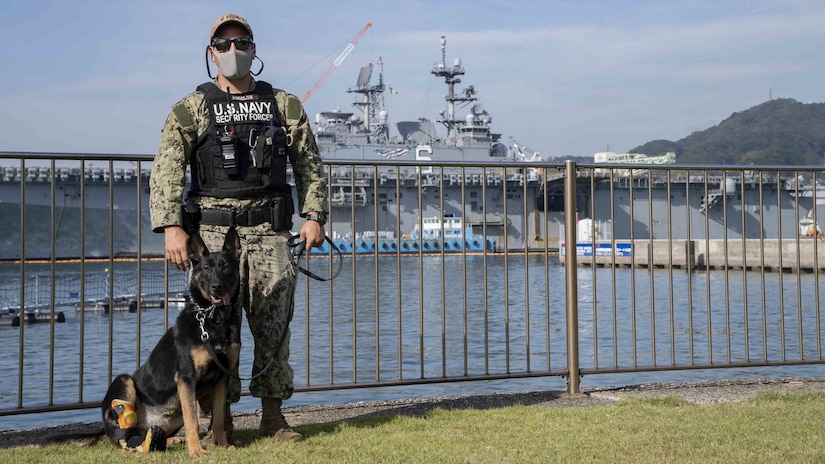 Petty Officer 2nd Class Michael Angelow stands with his military working dog, Alma, onboard Commander, Fleet Activities Sasebo, Japan. Alma recently returned to full duty following a tear of seven of the eight ligaments in her right hind leg. (Photo Credit: Petty Officer 2nd Class Geoffrey Barham)
