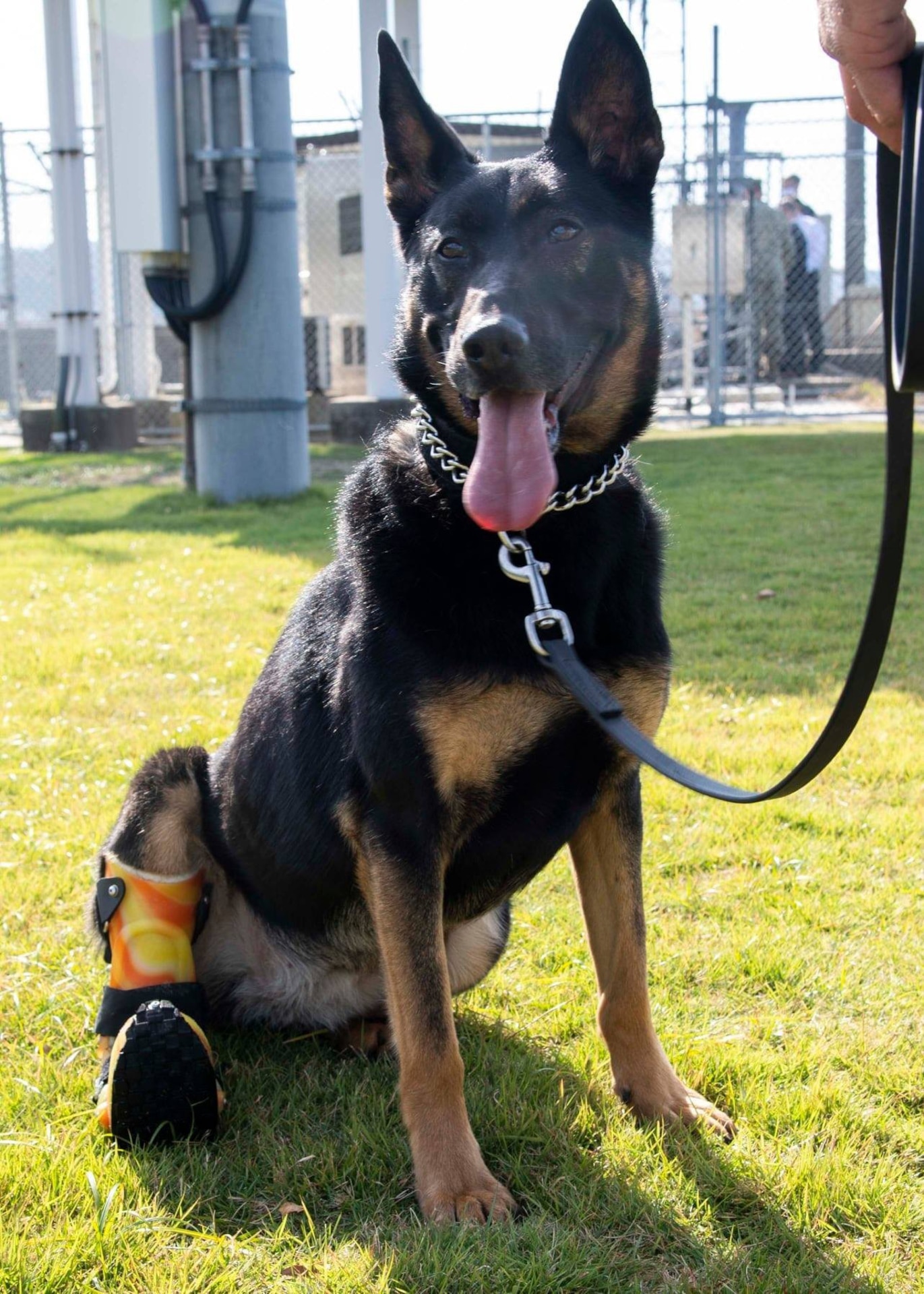 Petty Officer 2nd Class Michael Angelow stands with his military working dog, Alma, onboard Commander, Fleet Activities Sasebo, Japan. Alma recently returned to full duty following a tear of seven of the eight ligaments in her right hind leg. (Photo Credit: Petty Officer 2nd Class Geoffrey Barham)