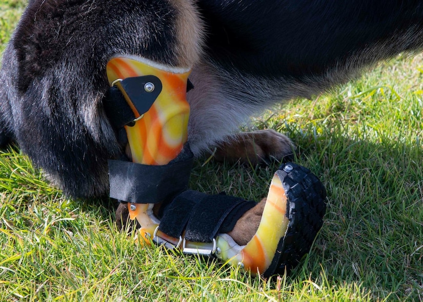A close-up of the custom-made orthotic boot worn by Military Working Dog Alma. She recently returned to duty following a severe leg injury. Dr. (Maj.) Shane Andrews, an Army veterinarian assigned to Public Health Activity-Japan, performed the surgery and crafted the custom orthotic boot that allowed Alma to return to duty. (Photo Credit: Petty Officer 2nd Class Geoffrey Barham)