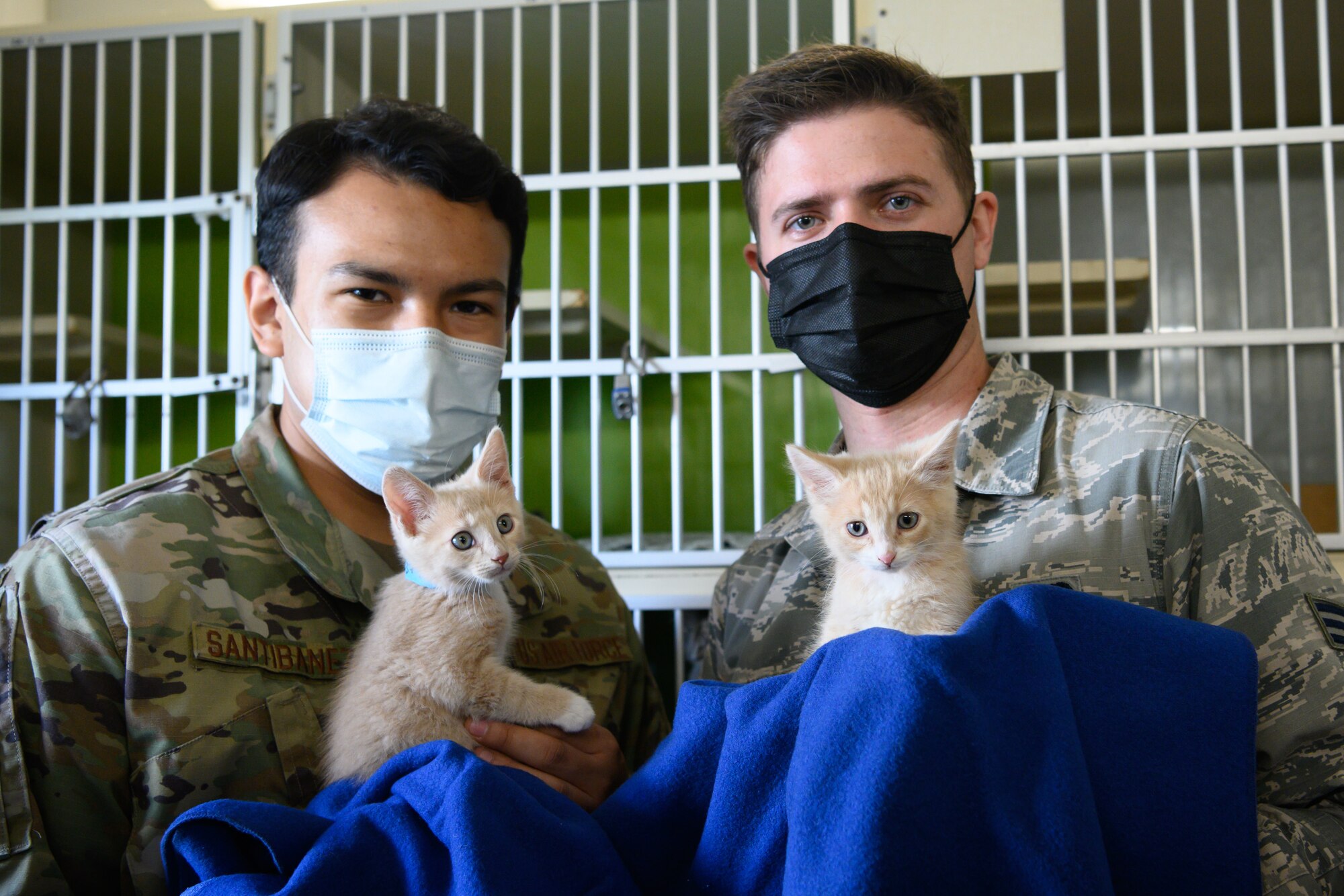 Airmen petting kittens