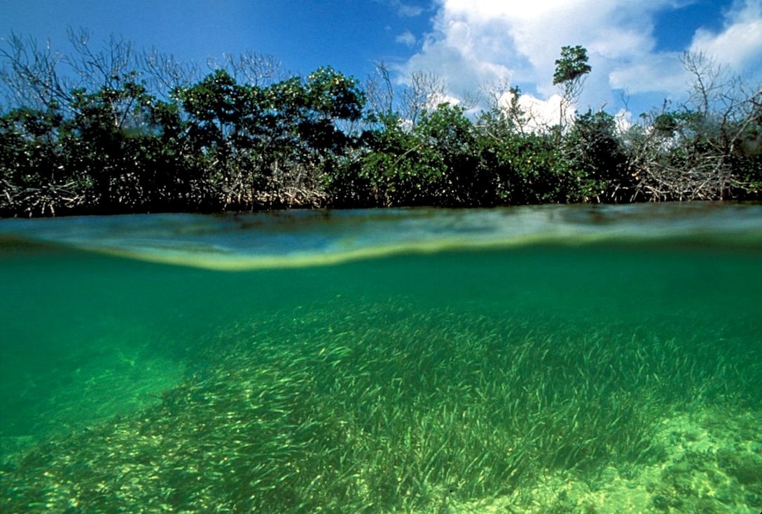 Photo of Mangroves and seagrass in Biscayne Bay