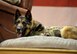 Military Working Dog Tedy, a German shepherd, lays down on his bed during his retirement ceremony.