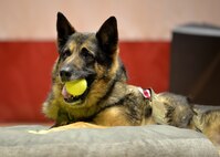 Military working dog Tedy, a German shepherd, sits on his bed during his retirement ceremony.