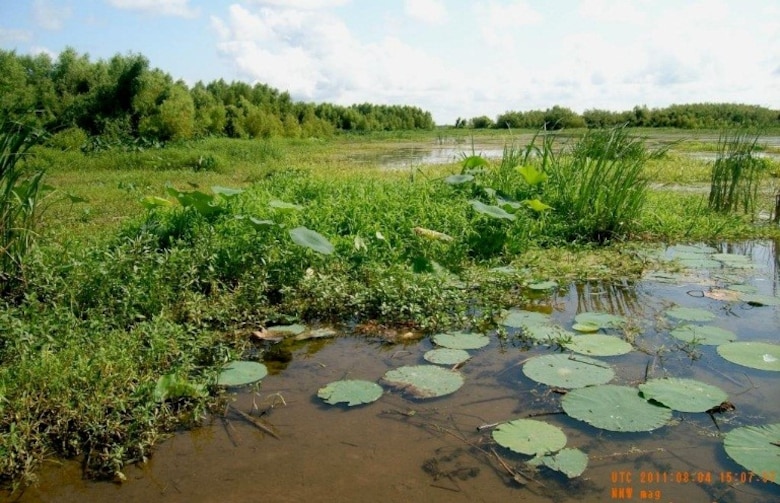 Picture of wetland habitat that developed on Horseshoe Bend Island following placement of dredged sediment upstream of an existing sandbar.