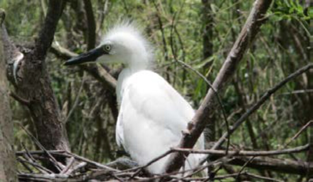 A juvenile snowy egret observed in nests on the Horseshoe Bend Island during nesting season.