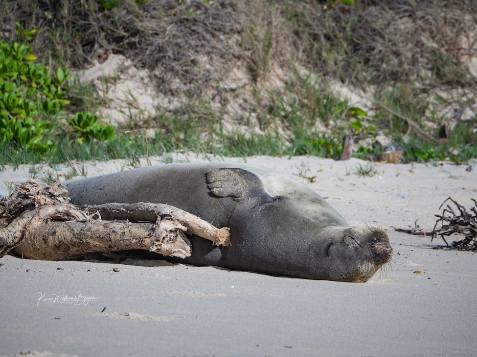 Endangered Hawaiian Monk Seals often haul-out to sleep and rest on the quiet beaches of MCBH Kaneohe Bay. Rest is vital to their survival and MCBH is committed to protecting these rare marine mammals. Stay 100 feet away. Keep pets on leash and under your control. Report sightings to the NOAA Fisheries’ Monk Seal Hotline (808) 220-7802 or the nearest lifeguard.