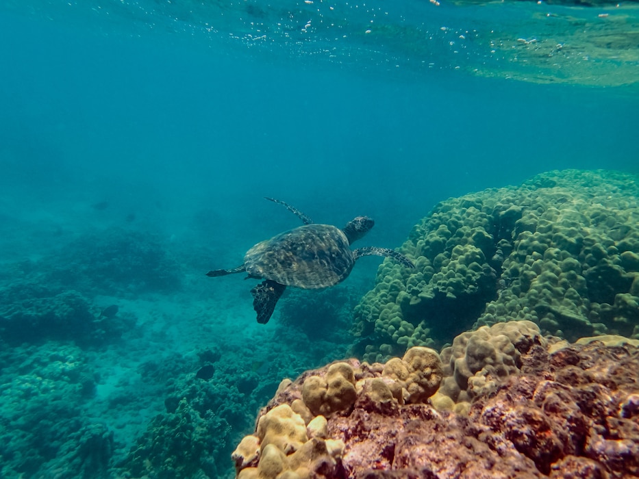 A Hawaiian green sea turtle swims in the ocean off MCBH Kaneohe Bay.  Sea turtles are listed as threatened and are protected by federal laws.  Natural Resources staff of MCBH Environmental Compliance and Protection Division monitor sea turtles and their nesting activity with assistance from state and federal authorities and their volunteers.