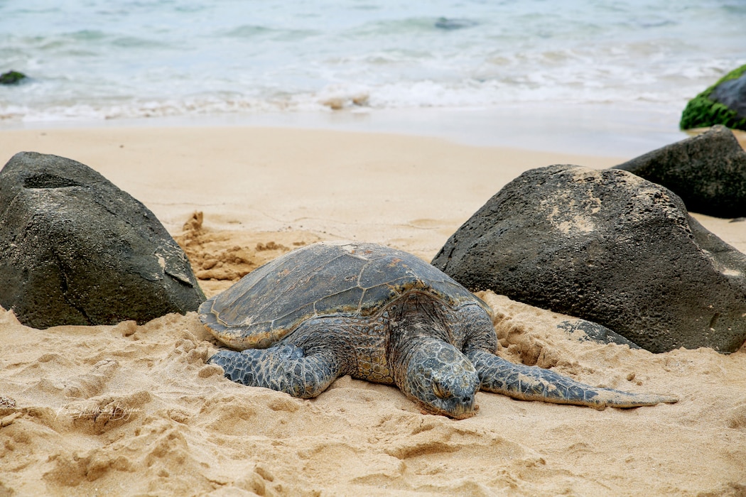 Hawaiian green sea turtles often rest on beaches of MCBH Kaneohe Bay.  Rest is vital to their survival.  Stay 100 feet away.  Sea turtles are listed as threatened and are protected by federal laws.  MCBH Environmental Compliance and Protection Division monitor sea turtles and their nesting activity with assistance from state and federal authorities and their volunteers.