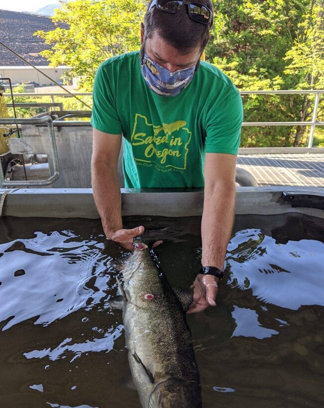 Biologist Chad Helms holds up a chinook salmon. It has markings from Pacific Lamprey attachment. Lamprey are weak swimmers, so they attach themselves to salmon to catch a ride upriver.