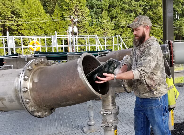 Biologist Brian Wooley releases fish into pipes that connect to transfer pools where they are then loaded into trucks and safely released back into the wild.