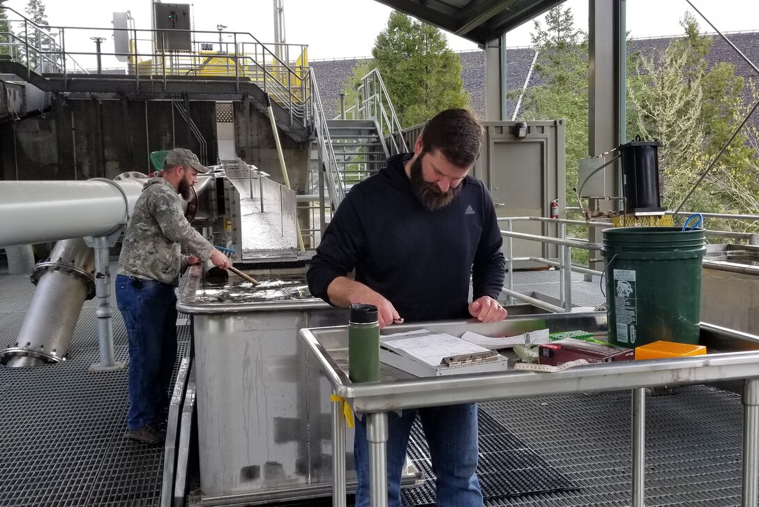 Biologists from the Corps work with our partners at the Oregon Department of Fish and Wildlife and the National Marine Fisheries Service to improve fish numbers within the basin. They record data about the fish, including size, weight, gender and whether they are hatchery fish or wild fish.
