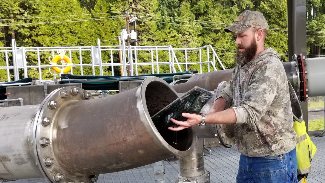 Biologist Brian Wooley releases fish into pipes that connect to transfer pools where they are then loaded into trucks and safely released back into the wild