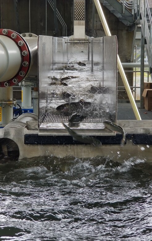 The Fall Creek Adult Fish Facility collects chinook salmon so biologists can record data about their overall health before returning them upstream to spawn. This year more than 800 spring chinook salmon returned, which is more double the return rate of the 10-year average (about 350 fish) and higher than the pre-dam estimate of 600 fish for this subbasin.