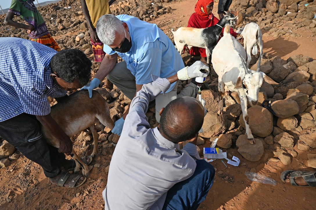 U.S. Army Reserve Maj. (Dr.) Mark Cunningham, 443rd Civil Affairs Battalion Functional Specialty Team (FXSP) preventive medicine veterinarian, in support of Combined Joint Task Force – Horn of Africa (CJTF-HOA), holds a goat steady while Dr. Elmi Ali Ahmed, Ministry of Agriculture veterinarian in Damerjog, prepares to administer medicine during a veterinary exchange in the rural village of Ali Oune, Djibouti, August 30, 2020. In partnership with the Djiboutian Ministry of Agriculture, Livestock, and Fisheries, the 443rd CA BN was able to assist the veterinarian for Damerjog, Djibouti, in providing livestock care for the people in the remote desert village.