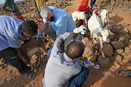 U.S. Army Reserve Maj. (Dr.) Mark Cunningham, 443rd Civil Affairs Battalion Functional Specialty Team (FXSP) preventive medicine veterinarian, in support of Combined Joint Task Force – Horn of Africa (CJTF-HOA), holds a goat steady while Dr. Elmi Ali Ahmed, Ministry of Agriculture veterinarian in Damerjog, prepares to administer medicine during a veterinary exchange in the rural village of Ali Oune, Djibouti, August 30, 2020. In partnership with the Djiboutian Ministry of Agriculture, Livestock, and Fisheries, the 443rd CA BN was able to assist the veterinarian for Damerjog, Djibouti, in providing livestock care for the people in the remote desert village.