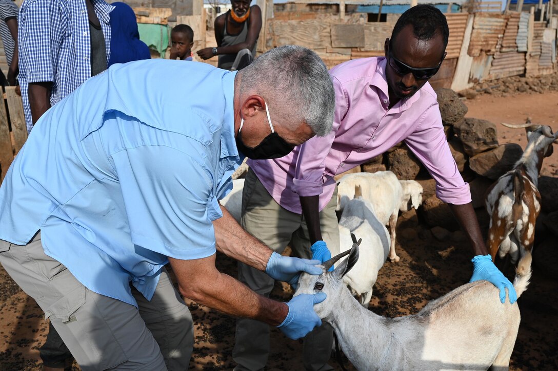 U.S. Army Reserve Maj. (Dr.) Mark Cunningham, 443rd Civil Affairs Battalion Functional Specialty Team (FXSP) preventive medicine veterinarian, in support of Combined Joint Task Force – Horn of Africa (CJTF-HOA), examines a goat during a veterinary exchange in the rural village of Ali Oune, Djibouti, August 30, 2020. In partnership with the Djiboutian Ministry of Agriculture, Livestock, and Fisheries, the 443rd CA BN was able to assist the veterinarian for Damerjog, Djibouti, in providing livestock care for the people in the remote desert village.