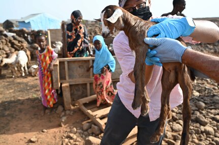 U.S. Army Reserve Sgt. Ebony O’Brien, 443rd Civil Affairs Battalion Functional Specialty Team (FXSP) animal care specialist, in support of Combined Joint Task Force – Horn of Africa (CJTF-HOA), handles a baby goat during a veterinary exchange in the rural village of Ali Oune, Djibouti, August 30, 2020. Veterinary care and welfare for animals is essential throughout rural villages of Djibouti, where animals are interconnected with residents’ livelihoods.