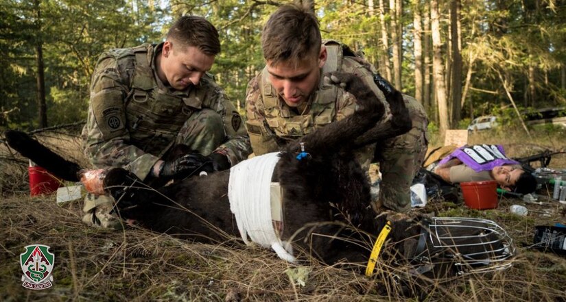 Sgt. Nicholas Taussig, left, and Sgt. Michael Johnson treat a simulated military working dog casualty during the CSM Jack L. Clark Jr. Army Best Medic Competition at Joint Base Lewis-McChord, Washington, Sept. 24, 2019.

Twenty-eight two-Soldier teams from all around the world traveled to Washington state to compete in the finals to be named the Army’s Best Medic. The competition is a 72-hour arduous test of the teams’ physical and mental skills. Competitors must be agile, adaptive leaders who demonstrate mature judgement while testing collective team skills in areas of physical fitness, tactical marksmanship, leadership, warrior skills, land navigation and overall knowledge of medical, technical and tactical proficiencies through a series of hands-on tasks in a simulated operational environment.

(U.S. Army photo illustration by John Wayne Liston/Released)