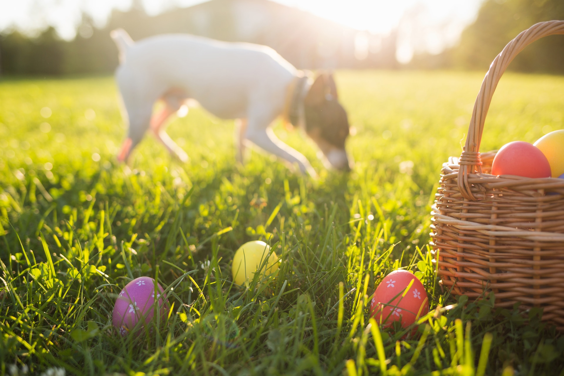 While Easter weekend can be a fun time for children, it can be a dangerous time for pets. Many pet owners are often unaware of the dangers that lurk this time of year. According to the American Society for the Prevention of Cruelty to Animals (ASPCA), Easter weekend is one of the busiest times of year for the Animal Poison Control Center. This is the result of pets getting into hazardous holiday items such as chocolate, spring plants, Easter grass, table food, and more. (Courtesy photo)