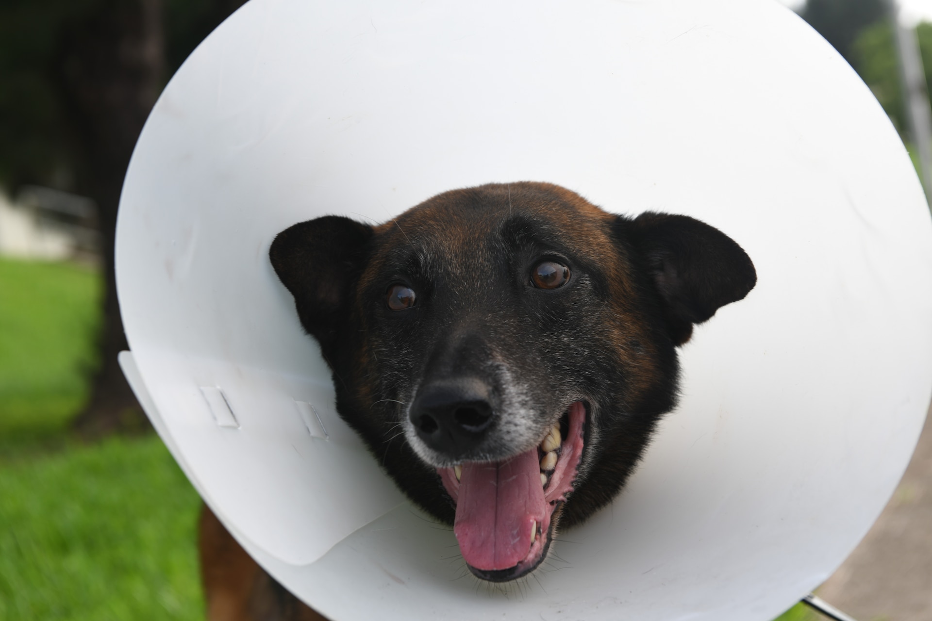 Military working dog Quinto pants happily two days after surgery April 20, 2020, at Kadena Air Base, Japan. Quinto and his MWD trainer, U.S. Air Force Staff Sgt. Akeem Smith came to KAB from Kunsan Air Base, Republic of Korea, for the urgent surgery. Back in April, following a routine dental exam and cleaning under anesthesia, MWD Quinto’s veterinarian was informed that Quinto started vomiting, was lethargic, and had a poor appetite in the days following the procedure. The veterinarian brought him back in and found a large mass attached at the neck of the urinary bladder (where the bladder transitions into the urethra). He was sent to Okinawa for surgery shortly after the diagnosis. (U.S. Air Force photo by Staff Sgt. Benjamin Sutton)
