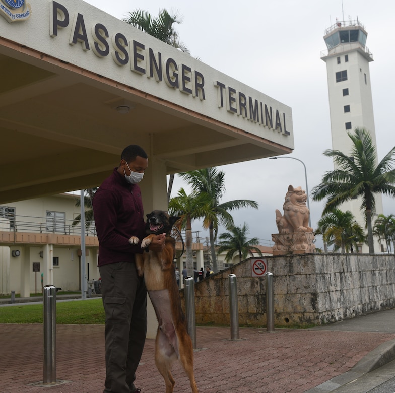 U.S. Air Force Staff Sgt. Akeem Smith, military working dog trainer from Kunsan Air Base, Republic of Korea, holds up MWD Quinto before departing April 31, 2020, at Kadena Air Base, Japan. Smith accompanied MWD Quinto to KAB for Quinto’s surgery to remove a large mass attached at the neck of his urinary bladder. Smith and Quinto were met by members of the 18th Security Forces Squadron MWD section who acted as caretakers ensuring a safe restriction of movement location with all basic needs for both human and canine. (U.S. Air Force photo by Staff Sgt. Benjamin Sutton)