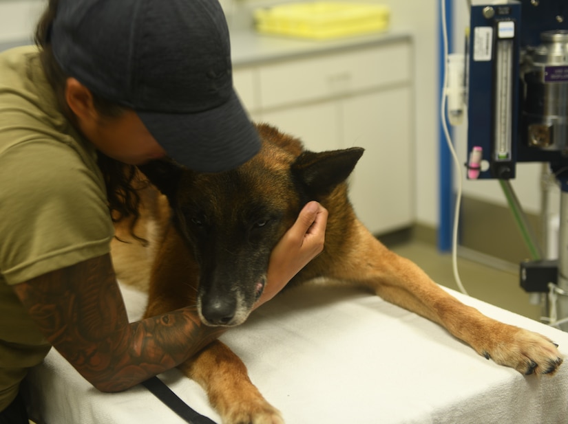 U.S. Air Force Staff Sgt. Kaithlyn Guerrero, 18th Security Forces Squadron military working dog handler, comforts MWD Quinto after he was given medicine to sedate him for his surgery April 18, 2020, at Kadena Air Base, Japan. Military working dogs are required to fast 12 hours prior to surgery. Quinto was having surgery to remove a large mass near the neck of his urinary bladder where the bladder transitions into the urethra. (U.S. Air Force photo by Staff Sgt. Benjamin Sutton)