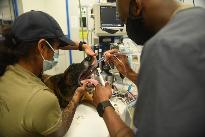 U.S. Air Force Staff Sgt. Kaithlyn Guerrero, 18th Security Forces Squadron military working dog handler, holds open MWD Quinto’s mouth while Army Sgt. Trey Humphrey, NCO in charge of MWD treatment, Okinawa Branch Veterinary Services, Public Health Activity–Japan, performs an intubation so Quinto is able to breathe easily while he is under anesthesia during his surgery April 18, 2020, at Kadena Air Base, Japan. Veterinary technicians take special care and are assisted by MWD handlers during the pre-surgery portion in order to keep the dogs as comfortable as possible. Quinto was given anesthesia before this in order to ensure the tube could be safely inserted. (U.S. Air Force photo by Staff Sgt. Benjamin Sutton)